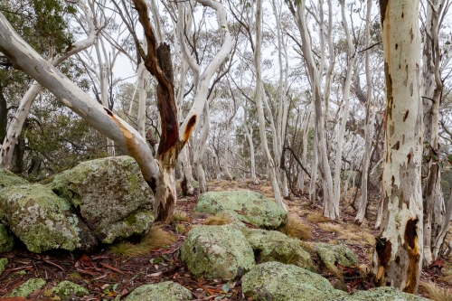 Mt Canobolas